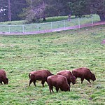 A picture of American Bison eating grass