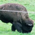 The Buffalo Paddock is located near Spreckles Lake in Golden Gate Park.